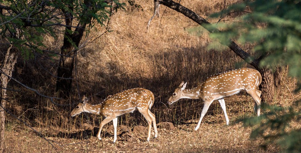 Barda Wildlife Sanctuary